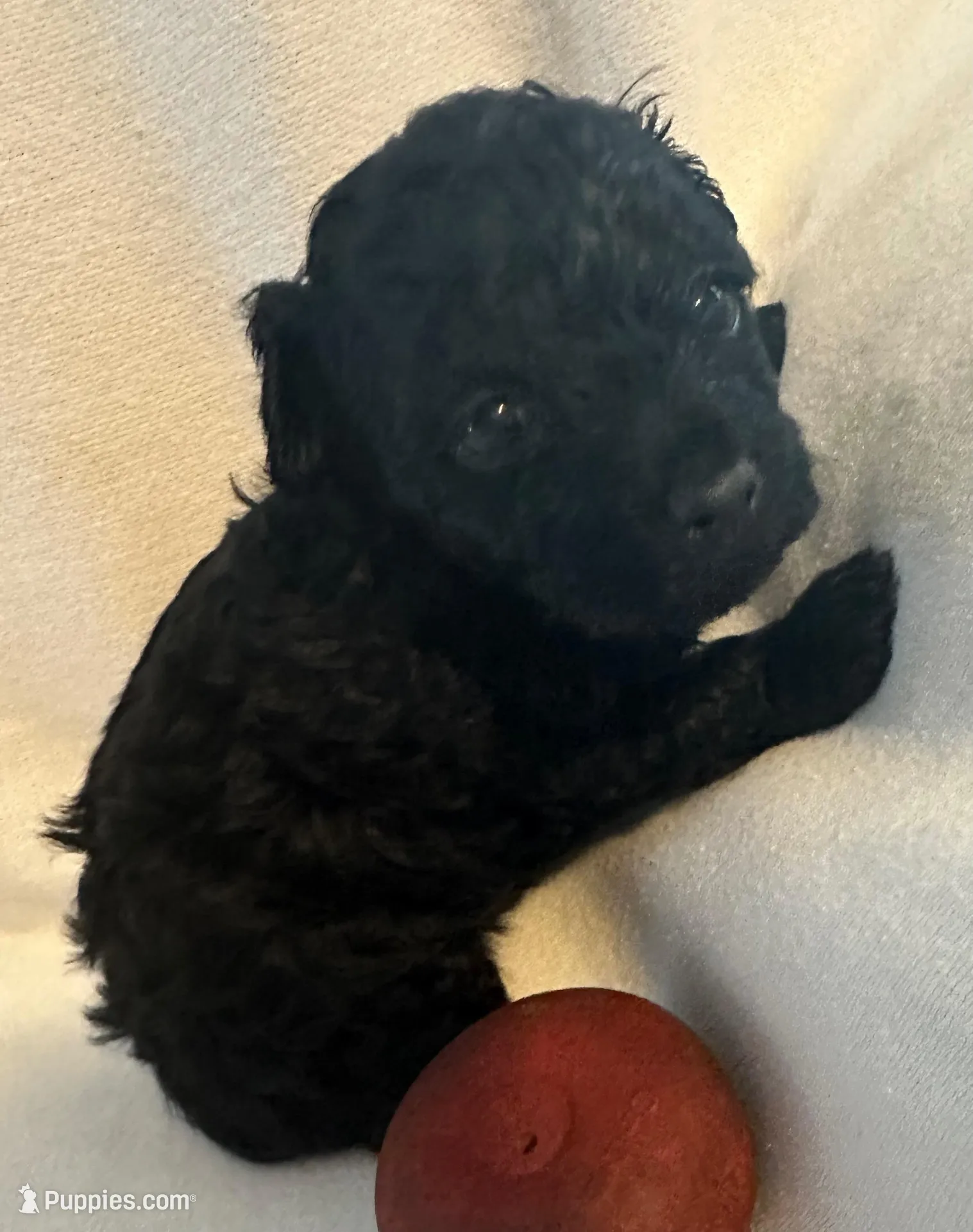 Tina  – Yorkshire Terrier, Poodle - Toy  puppy for sale in Eden, MD