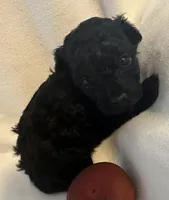 Tina , a female Yorkshire Terrier and Poodle - Toy  for sale in Eden, MD – Photo 3 of 4