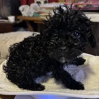 Tina , a female Yorkshire Terrier and Poodle - Toy  for sale in Eden, MD – 4 of 4