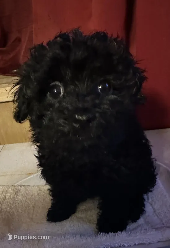 Tina  – Yorkshire Terrier, Poodle - Toy  puppy for sale in Eden, MD