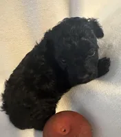 Tina , a female Yorkshire Terrier and Poodle - Toy  for sale in Eden, MD – Photo 4 of 4