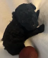 Tina , a female Yorkshire Terrier and Poodle - Toy  for sale in Eden, MD – Photo 2 of 4