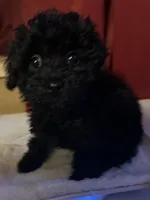 Tina , a female Yorkshire Terrier and Poodle - Toy  for sale in Eden, MD – 3 of 4