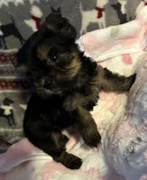 Tiny , a female Yorkshire Terrier for sale in Eden, MD – 4 of 4