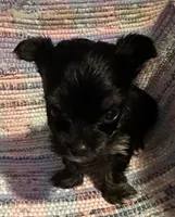 Little Gizmo, a male Yorkshire Terrier for sale in Eden, MD – 3 of 4