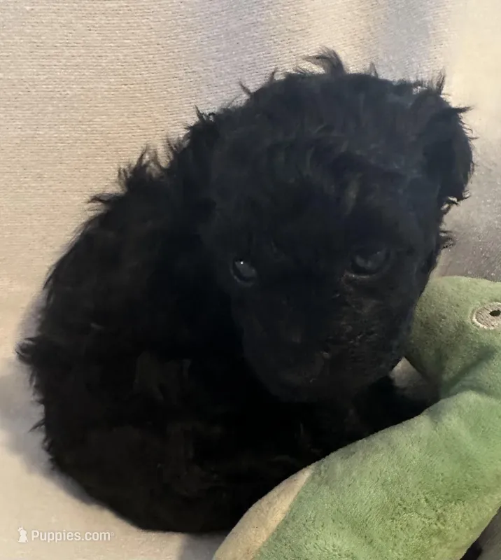 Tiny – Yorkshire Terrier, Poodle - Toy  puppy for sale in Eden, MD