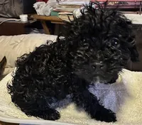 Tiny, a female Yorkshire Terrier and Poodle - Toy  for sale in Eden, MD – 4 of 4