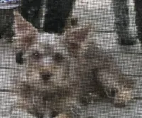 Gin Gin, a female Yorkshire Terrier for sale in Eden, MD – Photo 4 of 5