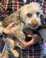 Gin Gin, a female Yorkshire Terrier for sale in Eden, MD – Photo 5 of 5