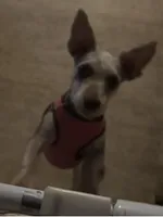 Gin Gin, a female Yorkshire Terrier for sale in Eden, MD – Photo 2 of 5