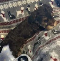 Timmy , a male Yorkshire Terrier for sale in Eden, MD – 3 of 4