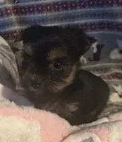 Tiny , a female Yorkshire Terrier for sale in Eden, MD – 2 of 4