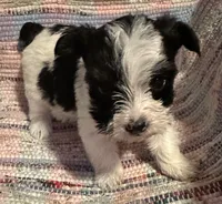 Sassy, a male Yorkshire Terrier for sale in Eden, MD – 2 of 4