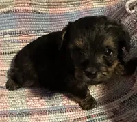 Light Boy, a male Yorkipoo for sale in Eden, MD – 3 of 4