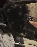Little Gizmo, a male Yorkshire Terrier for sale in Eden, MD – 2 of 6