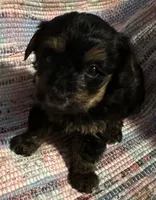 Dark Boy, a male Yorkipoo for sale in Eden, MD – 3 of 4