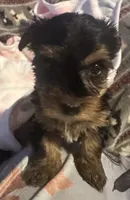 Spot, a female Yorkshire Terrier for sale in Eden, MD – 2 of 4