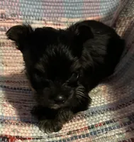 Little Gizmo, a male Yorkshire Terrier for sale in Eden, MD – 4 of 4
