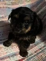 Dark Boy, a male Yorkipoo for sale in Eden, MD – 2 of 4