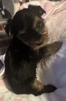 Spot, a female Yorkshire Terrier for sale in Eden, MD – 1 of 4