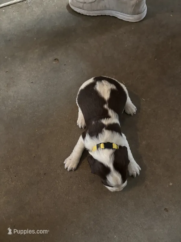 #3 Boy Yellow – English Springer Spaniel puppy for sale in Oberlin, KS
