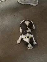#3 Boy Yellow, a male English Springer Spaniel for sale in Oberlin, KS – 1 of 5
