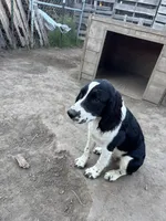 Spaz , a female English Springer Spaniel for sale in Oberlin, KS – 2 of 4