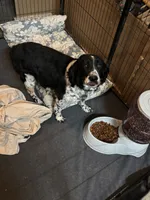 Nyla, a female English Springer Spaniel for sale in Oberlin, KS – 3 of 7