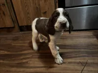 #3 Boy Yellow, a male English Springer Spaniel for sale in Oberlin, KS – 3 of 9