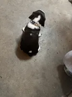 #5 Boy Beige, a male English Springer Spaniel for sale in Oberlin, KS – 2 of 6