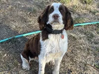 Otis, a male English Springer Spaniel for sale in Oberlin, KS – 2 of 9