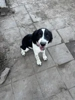 Spaz , a female English Springer Spaniel for sale in Oberlin, KS – 3 of 4