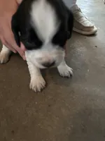#1 Boy Green, a male English Springer Spaniel for sale in Oberlin, KS – 3 of 5