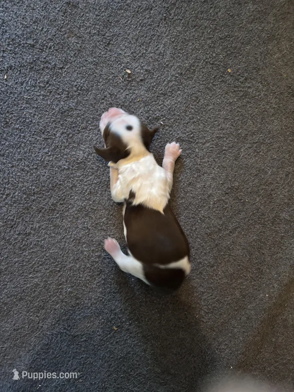 #4 Boy – English Springer Spaniel puppy for sale in Oberlin, KS
