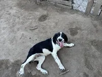 Spaz , a female English Springer Spaniel for sale in Oberlin, KS – 4 of 4