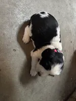 # 6 Girl Pink, a female English Springer Spaniel for sale in Oberlin, KS – 3 of 5