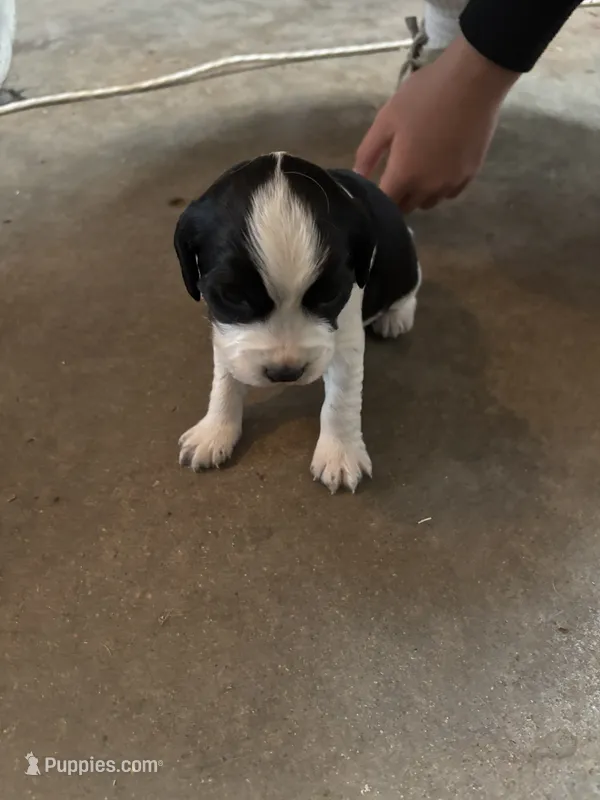 #1 Boy Green – English Springer Spaniel puppy for sale in Oberlin, KS