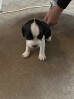 #1 Boy Green, a male English Springer Spaniel for sale in Oberlin, KS – 1 of 5