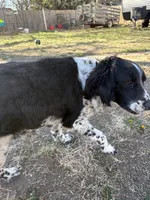 Nyla, a female English Springer Spaniel for sale in Oberlin, KS – 5 of 7