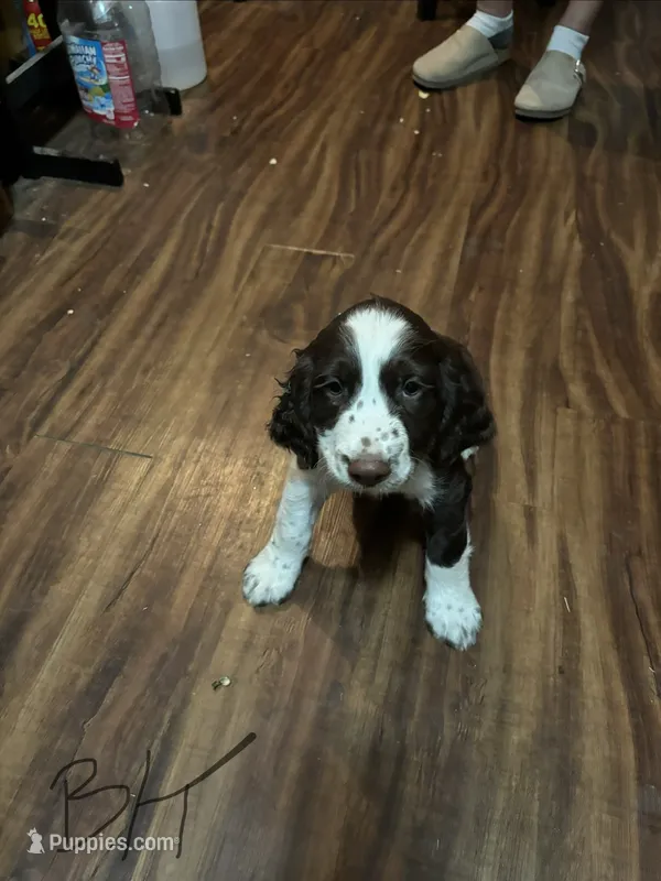 #3 Boy Yellow – English Springer Spaniel puppy for sale in Oberlin, KS