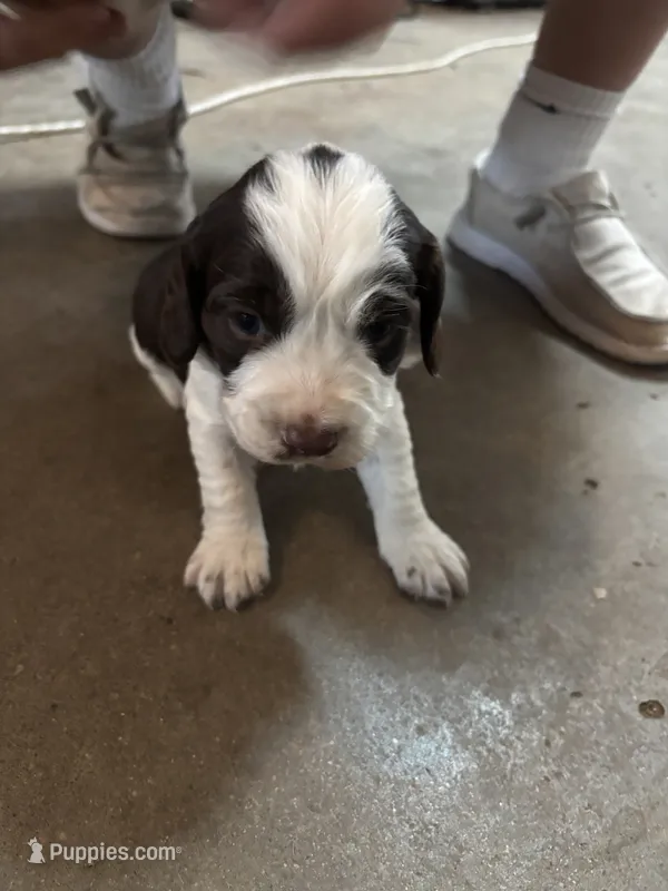 #4 Boy Orange – English Springer Spaniel puppy for sale in Oberlin, KS