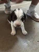 #4 Boy Orange, a male English Springer Spaniel for sale in Oberlin, KS – 1 of 5