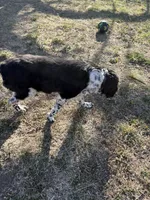 Nyla, a female English Springer Spaniel for sale in Oberlin, KS – 7 of 7