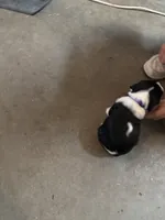 #7 Girl Purple, a female English Springer Spaniel for sale in Oberlin, KS – 4 of 5