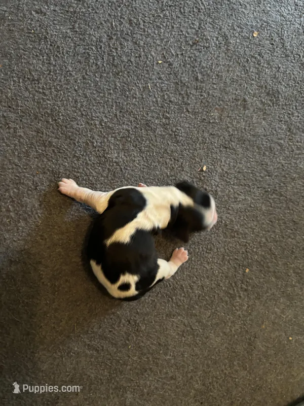 # 6 Girl – English Springer Spaniel puppy for sale in Oberlin, KS