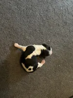 # 6 Girl Pink, a female English Springer Spaniel for sale in Oberlin, KS – 5 of 5