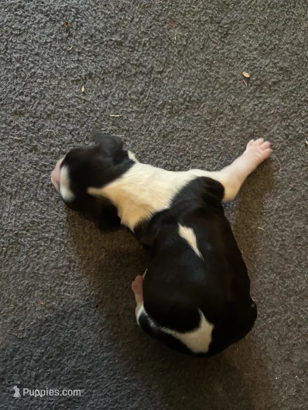 #7 Girl – English Springer Spaniel puppy for sale in Oberlin, KS