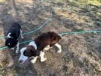 Otis, a male English Springer Spaniel for sale in Oberlin, KS – 7 of 9