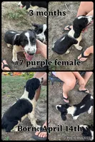 #7 Girl Purple, a female English Springer Spaniel for sale in Oberlin, KS – 6 of 6