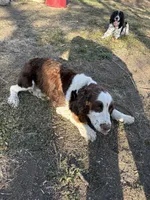 Otis, a male English Springer Spaniel for sale in Oberlin, KS – 9 of 9